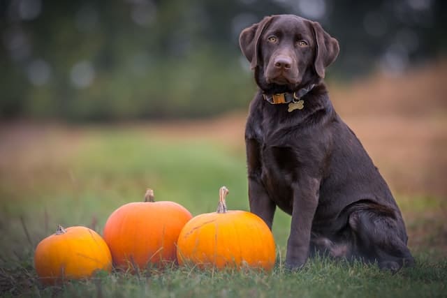 can dogs eat pumpkin pie?